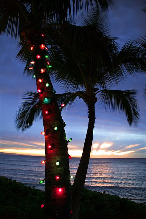 Christmas Palm Tree, Hawaii Christmas, Florida Christmas, Best Christmas Lights, Palm Tree Wall Art, Hawaiian Christmas, Tropical Holiday, Tropical Christmas, Beach Christmas