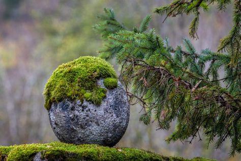 3 Small Japanese Garden Ideas for Backyards - MyGardenLife Japanese Rock Garden Design, Moss On Stone, Small Japanese Garden Ideas, Diy Japanese Garden, Japanese Courtyard Garden, Japanese Garden Ideas, Grow Moss, Japanese Garden Backyard, Indoor Zen Garden