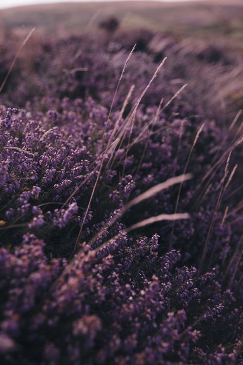 Purple Heather, Tumblr, Purple, Flowers, Instagram