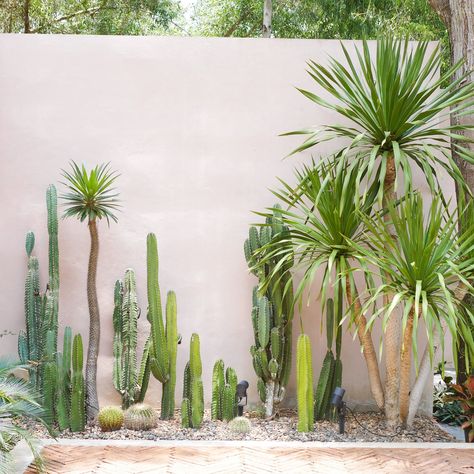 Cacti Front Yard, Palm And Cactus Garden, Cactus In Backyard, Cactus Outdoor Decor, Cactus Outdoor Garden, Landscape With Cactus, Palm Springs Cactus Garden, Sonoran Desert Backyard Landscape, Outdoor Desert Landscaping