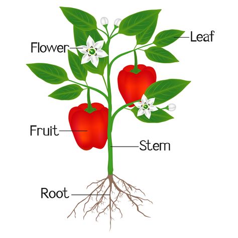 An illustration showing parts of a plant of red pepper. Part Of Plants Activities, Chickpea Plant, Chili Pepper Plant, Soybeans Plant, Papaya Plant, Plants Kindergarten, Mango Plant, Apple Plant, Animal Pictures For Kids