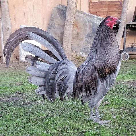 Tattoos Pets, Bantam Chicken Breeds, Pet Tattoo Ideas, Pet Drawings, Pet Anime, Rooster Breeds, Aesthetic Animals, Bass Fishing Shirts, Bantam Chickens