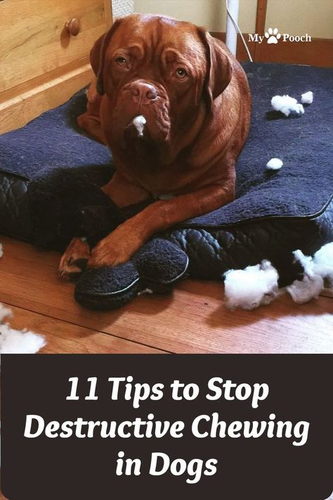 11 Tips to Stop Destructive Chewing in Dogs Stop Dog From Chewing Everything, How To Stop Dogs From Chewing Everything, Dog Chewing Stop, Kennel Training A Puppy, Stop Dog Chewing, Puppy Training Treats, Puppy Training Biting, Puppy Training Schedule, Dog Brain