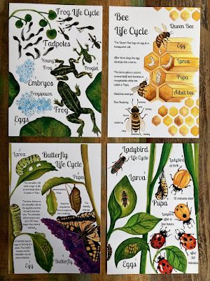 Frog Butterfly, Bee Life Cycle, Medicine Garden, Forest School Activities, Nature School, Butterfly Life Cycle, School Printables, Outdoor Classroom, Forest School