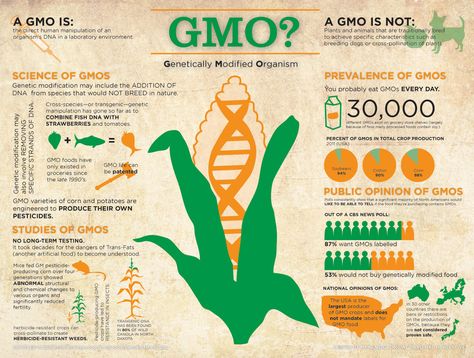 What is GMO? Something you probably eat every day without knowing it. 30,000 different GMOs exist on grocery store shelves. Ap Environmental Science, Gmo Corn, Genetically Modified Food, Gmo Foods, Genetically Modified, Fact Sheet, Biotechnology, Environmental Science, Food Labels