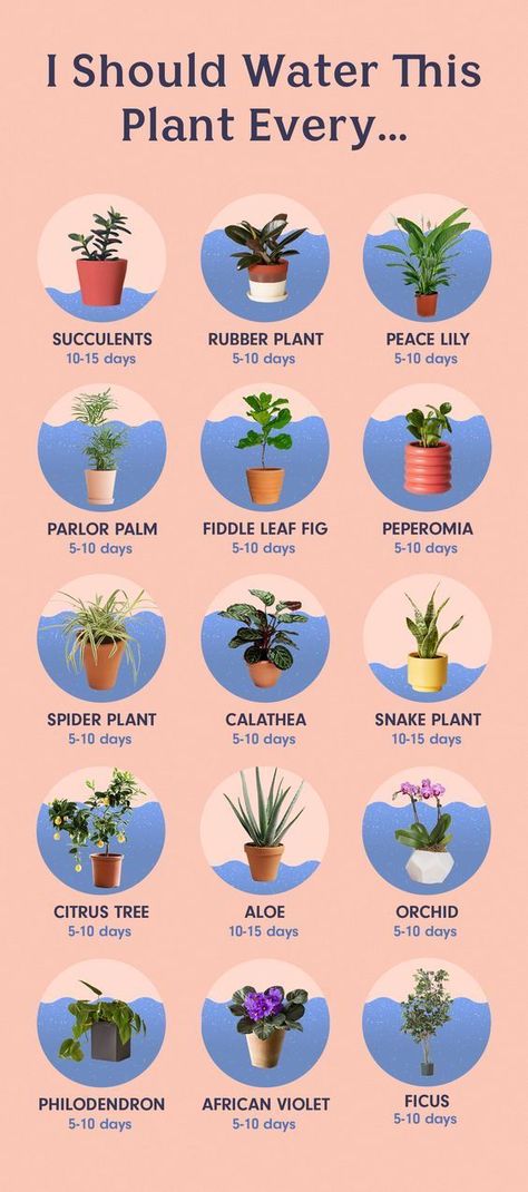 Tanaman Sukulen, Kaktus Dan Sukulen, Plants In Pots, Tanaman Indoor, Tanaman Pot, نباتات منزلية, Household Plants, Plant Care Houseplant, Inside Plants