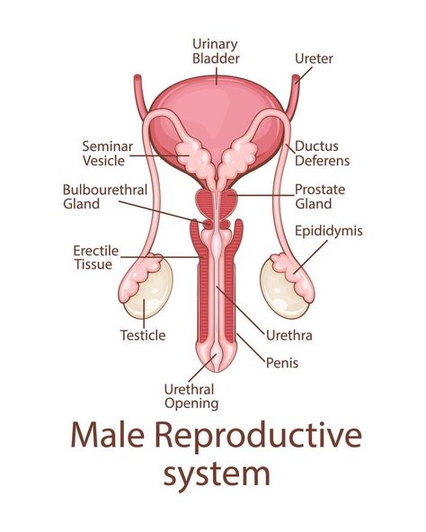 Male Reproductive System Anatomy. Human internal organ. Anatomical Illustration. Science, medicine, biology education. Anatomical structure for medical info learning Science Body Systems, Medical Drawings Anatomy, Female Reproductive System Anatomy Art, Male Reproductive System Drawing, Reproductive System Drawing, Male Reproductive System Diagram, Male Reproductive System Anatomy, Science Tlm, Anatomy Systems