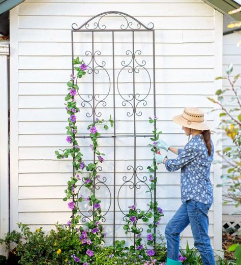 Our Montebello Tall Trellis is designed to coordinate with our Montebello Garden Collection. It's beautifully crafted, with an ornate scroll design. Versatile enough to be mounted to a wall, staked in the ground or left to stand alone. Removable ground stakes included.The extra-sturdy tubular steel frame has rustproof hardware and the best-quality, burnished bronze powder-coat finish. Easy assembly required. Garden Trellis Panels, Tall Trellis, Honeysuckle Vines, Wrought Iron Trellis, Tall Garden Trellis, Metal Garden Trellis, Grape Plant, Iron Trellis, Planter Trellis