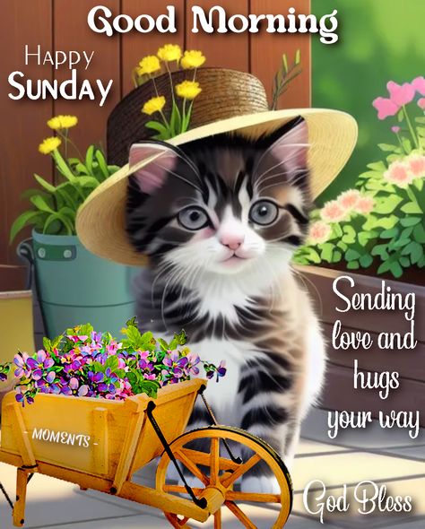 Sending Sunday Hugs Your Way, Good Morning morning good morning sunday hugs happy sunday quotes sunday quotes and sayings happy sunday messages Sunday Hugs, Happy Sunday Messages, Sunday Morning Images, Blessed Sunday Morning, Quotes Sunday, Happy Sunday Images, Sunday Messages, Good Morning Sunday, Good Morning Cat