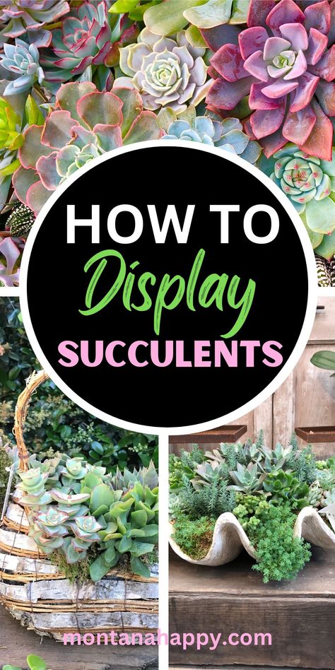 Creative Ways to Display Succulent Plants | Montana Happy Succulent Fountain Ideas, Planter With Succulents, Succulent Potted Plants, Tall Succulent Planter Ideas, Succulent Gardens Ideas, Succulents In Rectangle Planter, Succulent Window Display, Succulents Decoration Ideas, Stone Planters Ideas