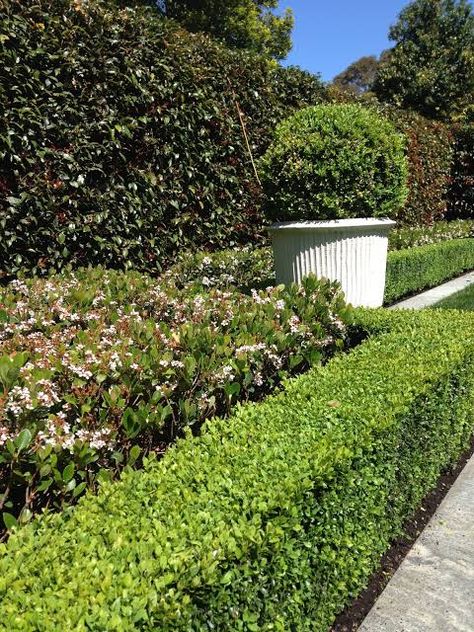 English Box Hedge, Lily Pilly Hedge, Tropical Hedge, Lily Pilly, Tall Hedge, Seaside Gardens, Sussex Garden, Hedges Landscaping, Box Hedge