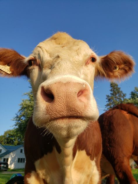 Cow Portrait Photography, Suffolk Sheep, Hereford Cows, Hereford Cattle, Cow Photography, Holstein Cows, Baby Farm Animals, Sheep Art, Purple Cow