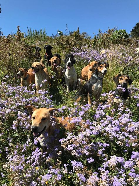 Dogs On Adventures, Dogs In Garden, Dog Rescue Aesthetic, Rescue Dog Aesthetic, Animal Sanctuary Aesthetic, Animal Sanctuary Ideas, Fostering Animals, Animals Sanctuary, Fostering Dogs