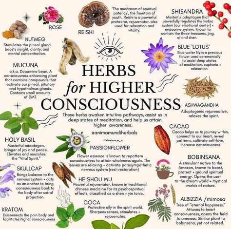 Herbs For Saggitarius, Herbs For Higher Consciousness, Herbs For Gemini, Euphoric Herbs, Herbs For Scorpio, Herbs For Creativity, Herb Foraging, Apothecary Recipes, Holistic Herbs