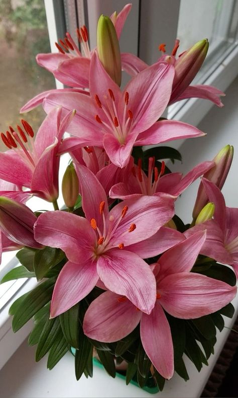 Lillys Flowers Bouquet, Lilys Aesthetic Flower, Lilies Flowers Aesthetic, Lilly Aesthetic, Lily Flower Wallpaper, Lillies Flowers, Lilium Flower, Flowers Lily, Lilies Flowers