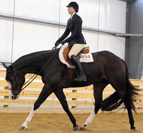 Gorgeous Hunter under saddle horse Quarter Horse Hunter Under Saddle, Hunter Under Saddle Horse, English Pleasure, Western Pleasure Outfit, Hunter Jumping, Quarter Horses For Sale, English Horses, Hunter Under Saddle, Aqha Horses