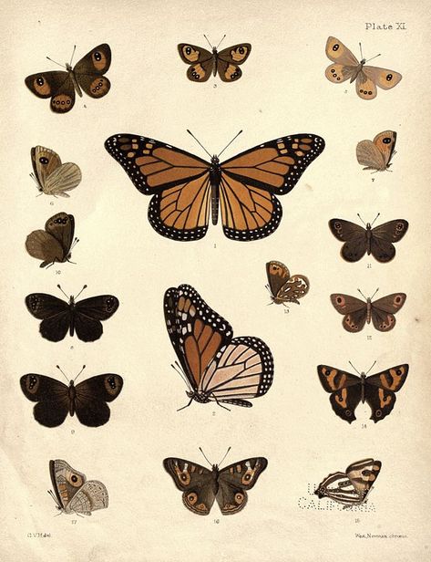 Search media - Wikimedia Commons Aesthetic Butterfly Pictures Vintage, Butterfly Pictures Printable Aesthetic, Vintage Butterfly Stickers Printable, Butterfly Cutouts Printable, Aesthetic Brown Butterfly, Butterfly Vintage Sticker, Vintage Butterfly Aesthetic, Butterfly Aesthetic Vintage, Vintage Butterfly Stickers