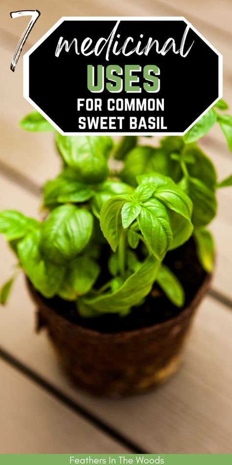 basil plant, grown for health purposes Basil Uses, Ways To Use Basil, Medical Garden, Basil Health Benefits, Tinctures Recipes, Easy Herbs To Grow, Herbal Medicine Recipes, Medicinal Herbs Garden, Dried Basil