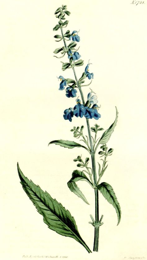 Blue Salvia Tattoo, Salvia Flower Tattoo, Russian Sage Tattoo, Salvia Tattoo, Salvia Azurea, Salvia Flower, Sage Tattoo, Salvia Blue, Salvia Plant