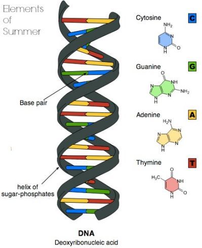 Dna Model for Pinterest Junk Dna, Dna Model Project, Dna 3d, Dna Facts, Dna Genetics, Dna Project, Dna Tattoo, Summer Science, Dna Model