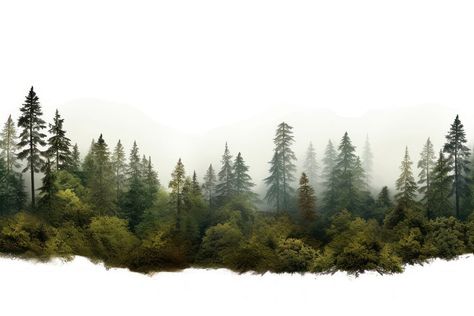 Foggy Forest Mountain, Forest Images Landscapes, Elevation Background Photoshop, Trees Background For Editing, Forest Background For Editing, Tree Background For Editing, Elevation Background, Forest Background Landscape, Nature Background Images For Editing