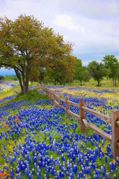 Large Field Landscaping Ideas, Field Of Blue Bonnets, Field Of Blue Flowers, Bluebonnet Pictures, Bluebonnet Field, Places Pictures, Texas Wildflowers, Texas Landscape, Beautiful Field