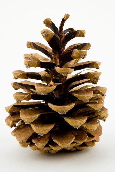 Pinecone Photo, Pine Cone Drawing, Pine Leaves, Pine Cone Art, نباتات منزلية, Arte Inspo, Seed Pods, Natural Forms, Pine Cone