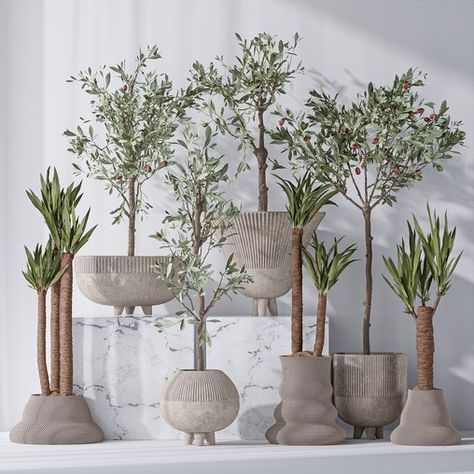 Mission Olive Tree Indoor and Yucca Elephantipes Gigantea Vase 17 Olive Tree Indoor, Balcony Diy, Garden Huts, Potted Olive Tree, Tree Indoor, Labyrinth Design, Diy Concrete Planters, Green Interior Design, Material Library