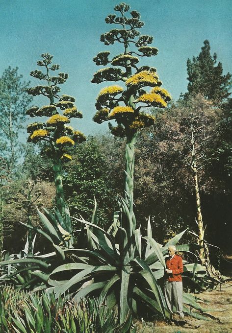 Vintage Agave Bloom - Cactus Jungle Plants With Pink Flowers, Vintage National Geographic, National Geographic Photography, Century Plant, National Geographic Magazine, Vintage Landscape, Succulents Diy, New Wall, Vintage Photography