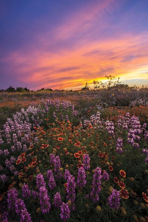 Pretty Sights, Indian Paintbrush, Nothing But Flowers, Pretty Landscapes, Flower Therapy, Rare Flowers, Pretty Sky, Landscape Pictures, Nature Aesthetic