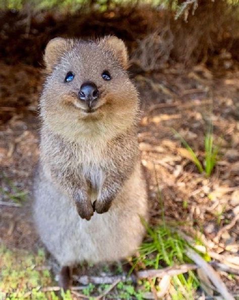 Animal Fun Facts, Quokka Animal, Smiling Animals, View Scenery, Animal Fun, Animale Rare, Baby Animals Pictures, Favorite Animals, Super Cute Animals