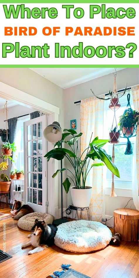 Bird of Paradise indoor placement, tropical houseplant care, indoor plant 
decor ideas, best indoor plants, houseplant styling tips, indoor gardening inspiration, exotic plant display, interior plant design, indoor plant arrangement, tropical plant care tips - Bird Of Paradise Plant Care Tips
- Bird Of Paradise Plant Indoor Care
- Bird Of Paradise Plant Outdoor Care
- White Birds Of Paradise Plant Care
- Birds Of Paradise Plant Propagation
- How To Grow Birds Of Paradise Plant Bird Of Paradise Indoor, Bird Of Paradise Plant Care, Birds Of Paradise Plant, Bird Of Paradise Plant, Paradise Plant, Plant Care Tips, Full Sun Plants, Living Room Themes, Plant Problems