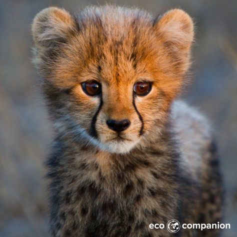 Cheetah cubs are born with extra fur called a mantle to assist with camouflage. Sadly these adorable animals have a very high mortality rate. Much research is dedicated to discovering ways to improve their mortality rate. Cheetah Pictures, Cheetah Cub, Cheetah Wallpaper, Baby Cheetah, Cheetah Cubs, Baby Cheetahs, Big Ears, Cheetahs, African Animals