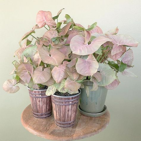 Pink Syngonium, Arrowhead Vine, Arrowhead Plant, Plant Goals, Plants Are Friends, Pink Plant, Variegated Plants, Indoor Gardens, Plant Decor Indoor