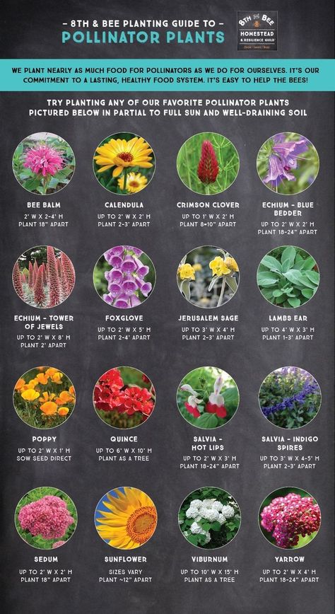 Best Flowers For Bees And Butterflies, Biodiverse Garden Design, Shade Pollinator Plants, Garden For Bees And Butterflies, Attract Bees To Garden, Pollinator Flower Garden, Pollinator Friendly Garden, Best Pollinator Plants, Part Sun Pollinator Garden