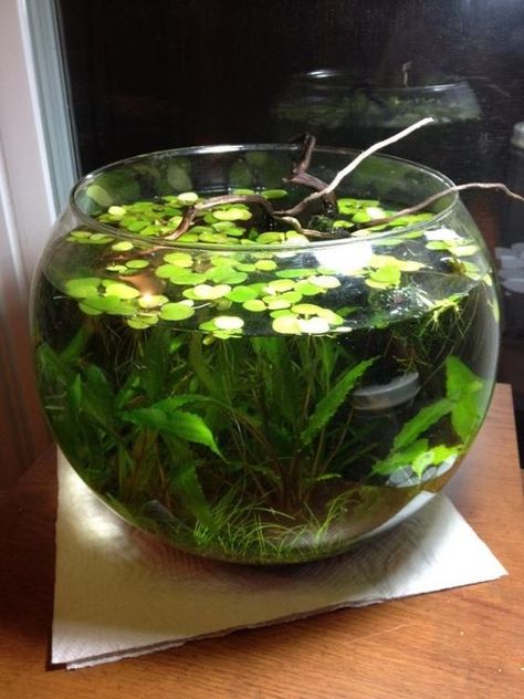 At Last - Todd's Walstad Shrimp Bowl - The Planted Tank Forum Fish Bowl Aquarium, Best Fish For Aquaponics, Bowl Aquarium, Water Terrarium, Fish Tank Terrarium, Taman Air, Indoor Water Garden, Nature Aquarium, Aquascape Aquarium