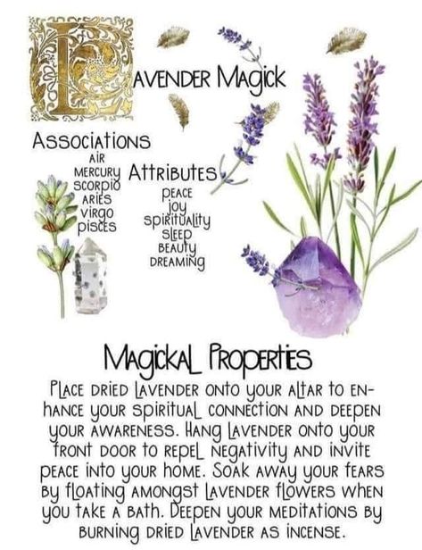 Tumblr, Herbs For Protection, Herbal Witch, Witchcraft Spells For Beginners, Magickal Herbs, Witch Herbs, Lavender Herb, Green Witchcraft, Wiccan Magic