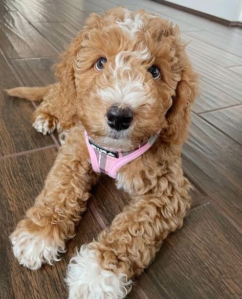 Light Brown Goldendoodle, Parti Goldendoodle, Mini Goldendoodle Full Grown, Small Goldendoodle, Micro Mini Goldendoodle, Micro Goldendoodle, Doodles Dog, Whoodle Puppy, Mini Aussiedoodle