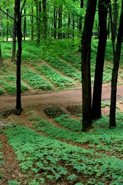 Farming On A Hill, Wooded Backyard Landscape Forests, Forest Homestead, Forest Garden Design, Forest Farming, Foraging Plants, Lost Skills, Forest Landscaping, Farm Planning