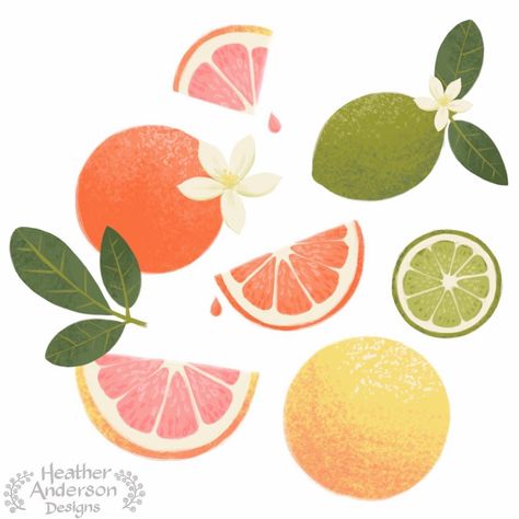 Fruits Graphic Design, Grapefruit Illustration, Fruit Illustration Art, Lime Illustration, Citrus Illustration, Grapefruit Plant, Fruits Illustration, Interior Presentation, Orange Illustration