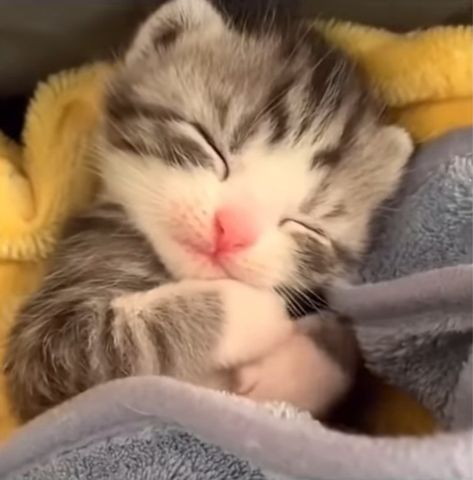 Sleepy Kitten, Silly Cats Pictures, Cute Cats Photos, Kittens And Puppies, Baby Kittens, Sleepy Cat, Silly Animals, Cat Sleeping