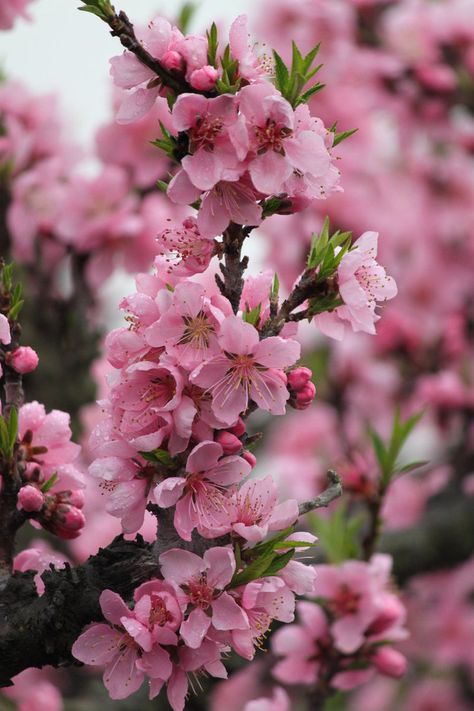 Pesco da Fiore - Peach Flower Tree Peach Blossom Aesthetic, Peach Blossom Tree, Peach Blossom Flower, Frühling Wallpaper, Trees Photography, Blooming Trees, Magnolia Trees, Peach Trees, Peach Blossom