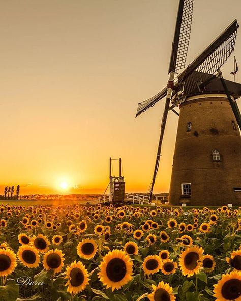 Dera on Instagram: “Summer follows spring ________________________ #team_jp_ #japan_photo_now #tokyocameraclub #lovers_nippon #wu_japan #daily_photo_jpn…” Windmill Wallpaper, Ethereal Photography, Photographer Travel, Tree Flowers, I Amsterdam, Nothing But Flowers, Christmas Town, Landscape Pictures, Sunset Pictures