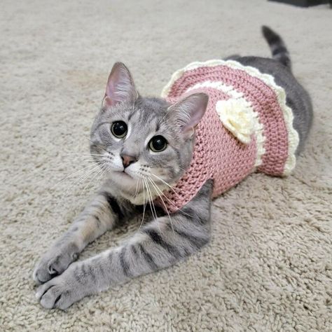 Kitten Sweater, Cats Products, Crochet Dresses, Cat Dresses, Cat Hat, Crochet Stuff, Crochet Dog, Cat Accessories, Cat Diy