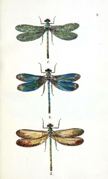 free vintage designs to print. vintageprintable.com dragon flies printable Dragonfly Illustration, Vintage Dragonfly, Dragonfly Prints, Dragonfly Art, Images Vintage, Scientific Illustration, Illustration Vintage, Vintage Printables, Pics Art