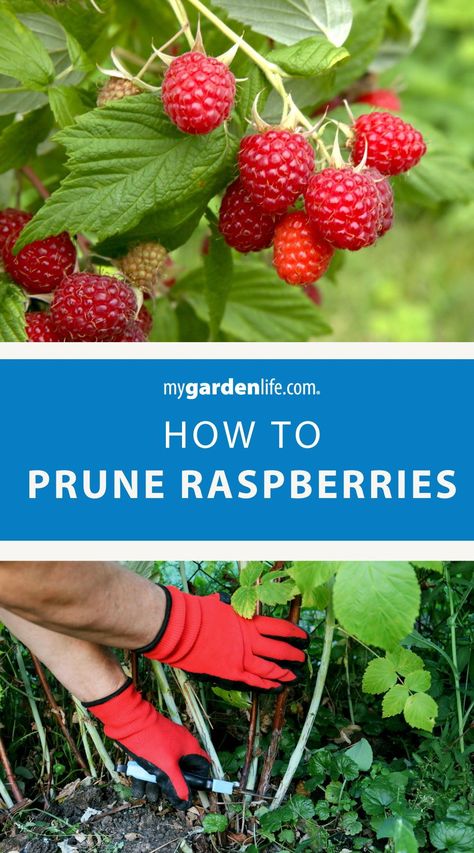 Check out this step-by-step guide on how to prune raspberry shrubs like a pro! Explore the ins and outs of raspberry plant care tips, from when to prune to which canes to remove. Whether you're a beginner or experienced gardener, this comprehensive guide will help you maintain healthy and productive raspberry plants in your garden. Find more fruit gardening ideas and raspberry plant growing tips at MyGardenLife.com. Pruning Raspberries, Raspberry Plant, Raspberry Bushes, Raspberry Canes, Raspberry Bush, Growing Raspberries, Raspberry Plants, Edible Gardening, Growing Fruit Trees