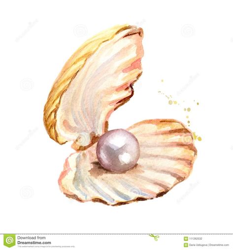 Oyster With Pearl, Shell Drawing, Pearl Paint, Painted Shells, Oyster Pearl, Free Vector Graphics, Sketchbook Art Inspiration, Watercolor Cards, Free Vector Art