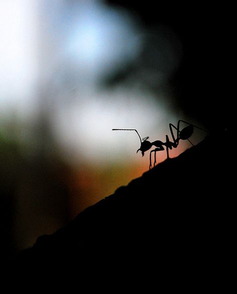 Ant Silhouette, Shadow Pics, Letter Art Photography, Backlight Photography, Shape Photography, Photography Assignments, Photoshop Ideas, Insect Photography, Silhouette People