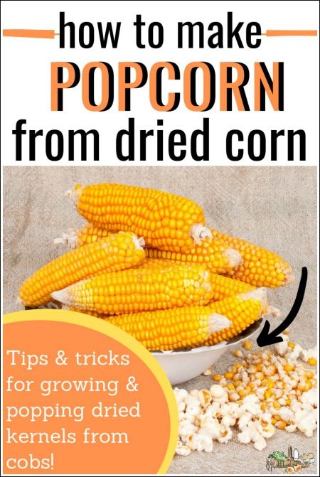 Growing Popcorn, Corn Cob Jelly, How To Make Popcorn, Diy Popcorn, How To Make Corn, Homemade Popcorn, Popcorn Kernels, Dried Corn, Corn Cob