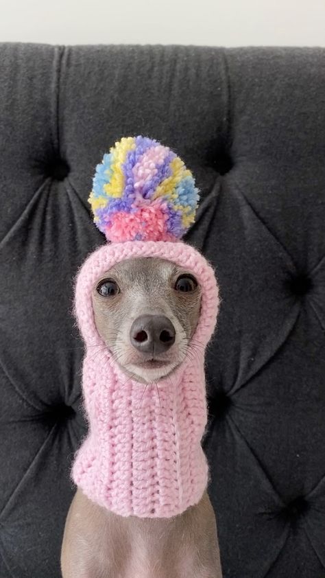 Funny Greyhound Pictures, Animals With Hats, Animals Wearing Clothes, Dog Wearing Clothes, Italian Greyhound Dog, Whippet Dog, Canine Art, Grey Hound Dog, Silly Dogs